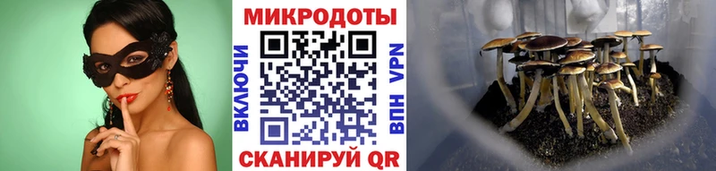 Галлюциногенные грибы Cubensis  Моршанск 